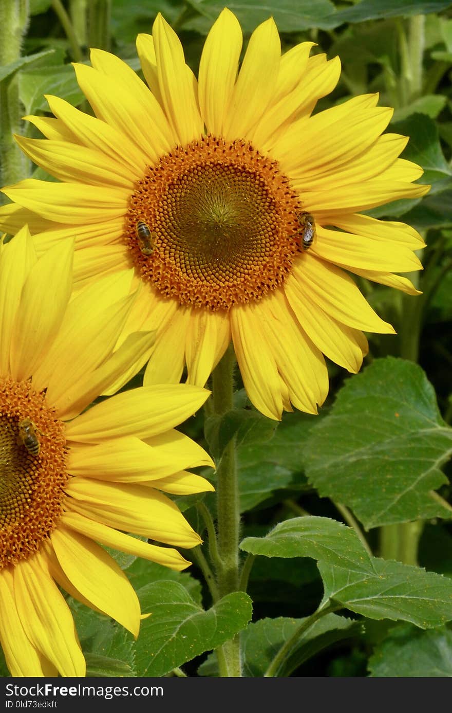 Flower, Sunflower, Yellow, Sunflower Seed