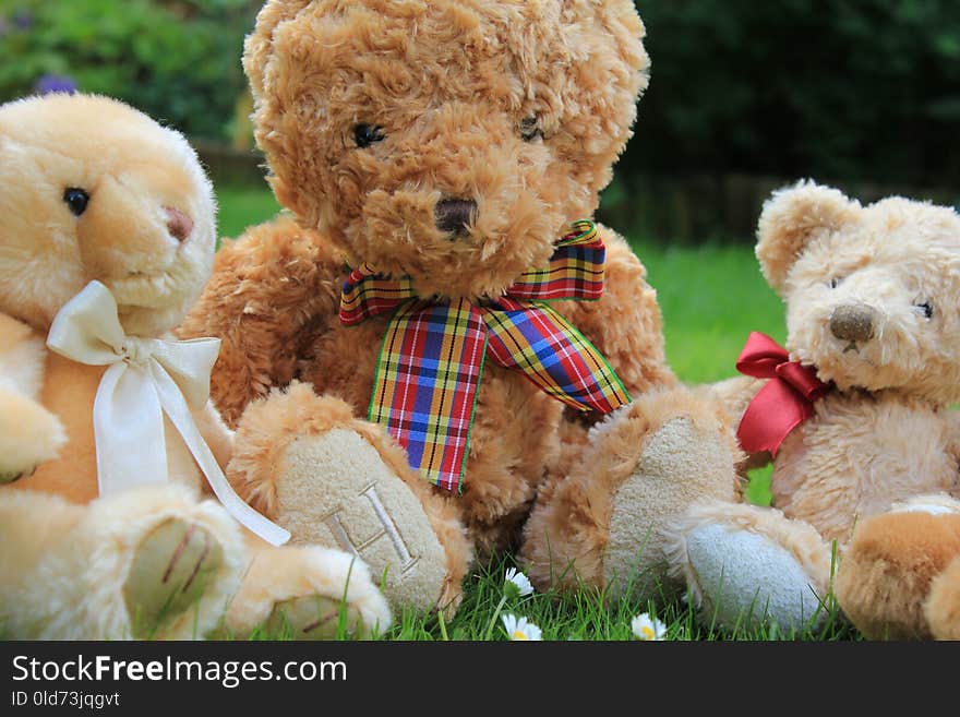 Stuffed Toy, Teddy Bear, Toy, Plush