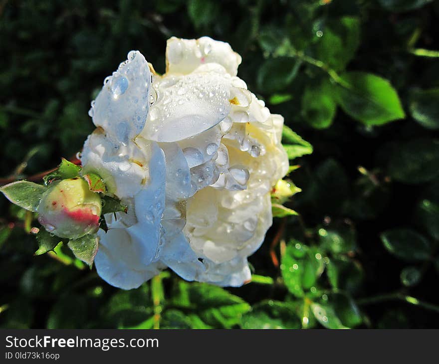 Flower, Rose Family, Plant, Flowering Plant