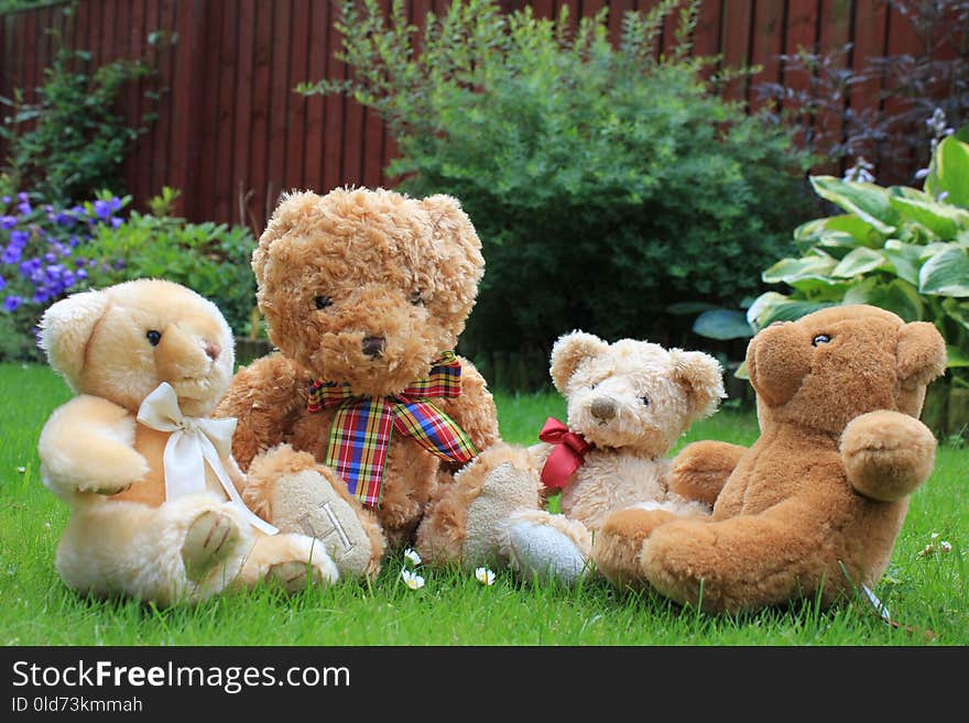 Stuffed Toy, Teddy Bear, Toy, Plush