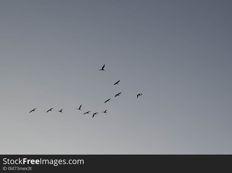 Sky, Bird Migration, Flock, Animal Migration