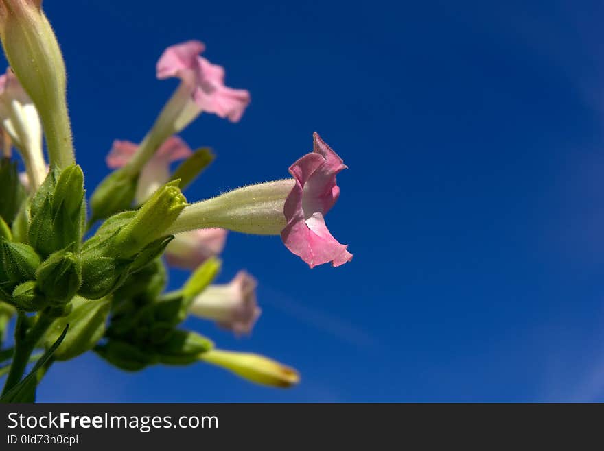 Sky, Flower, Plant, Flora