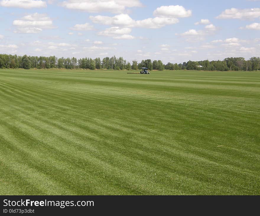 Grassland, Field, Grass, Plain