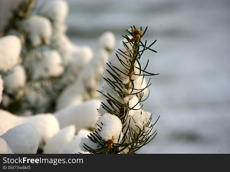 Branch, Plant, Twig, Flora