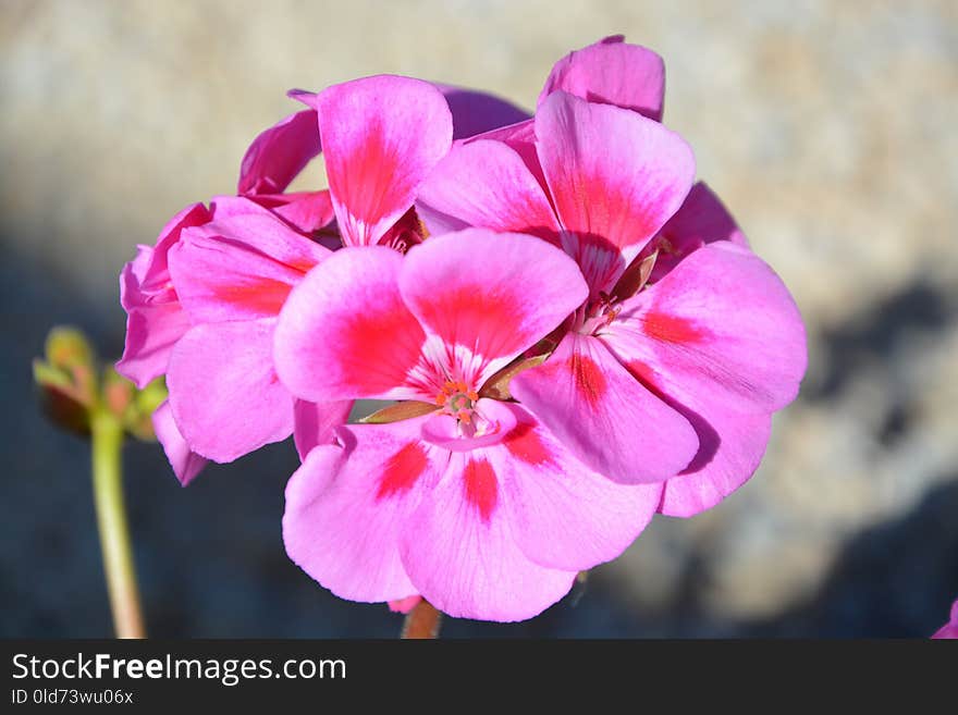 Flower, Pink, Flowering Plant, Plant