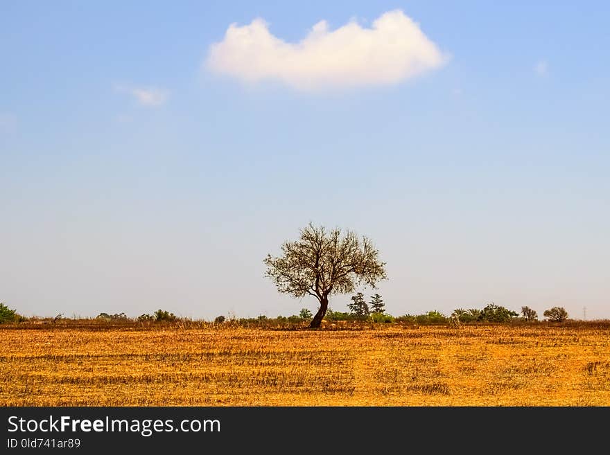 Sky, Grassland, Savanna, Ecosystem