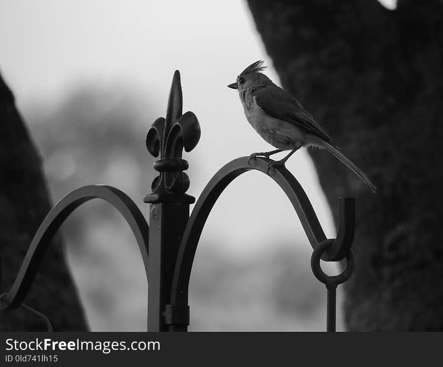 Black And White, Monochrome Photography, Beak, Photography