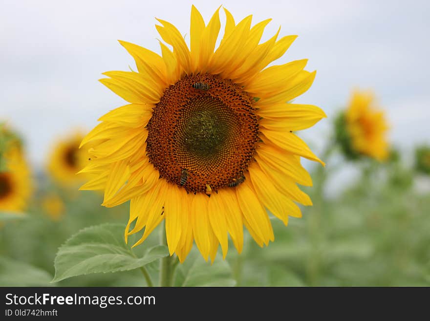 Flower, Sunflower, Yellow, Sunflower Seed