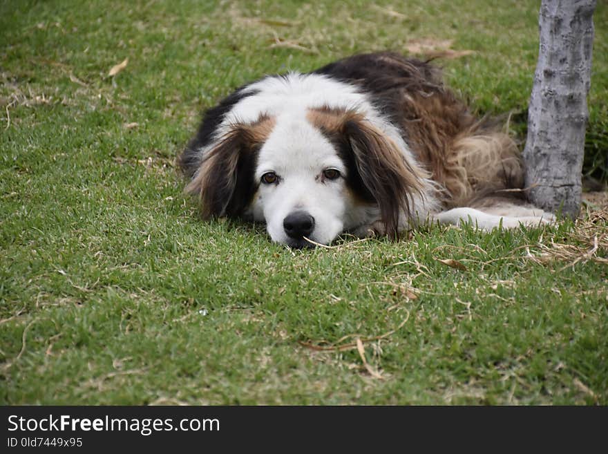 Dog Breed, Dog, Dog Breed Group, Grass