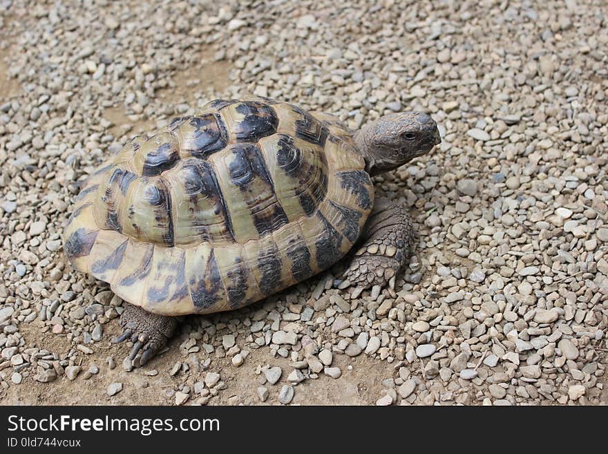 Tortoise, Turtle, Emydidae, Terrestrial Animal