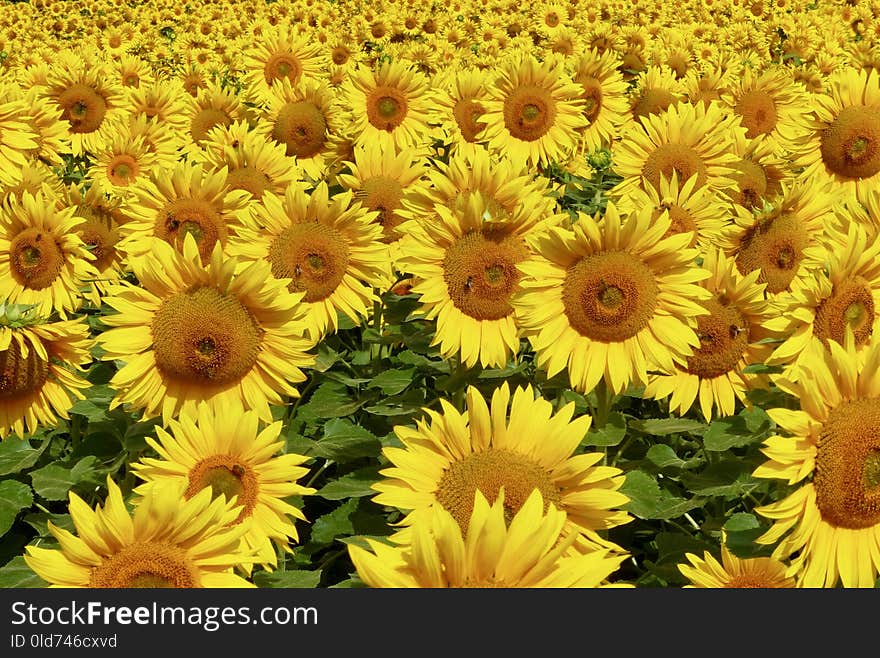 Flower, Sunflower, Yellow, Flowering Plant