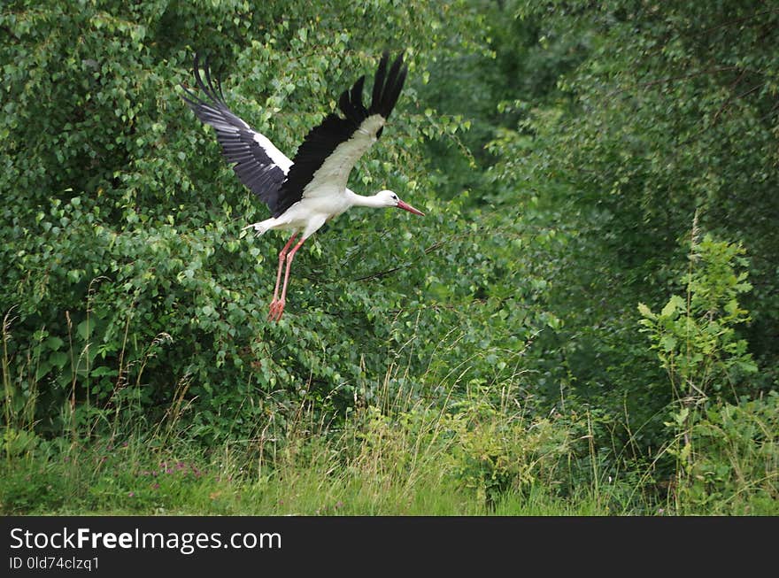 Bird, White Stork, Stork, Ecosystem