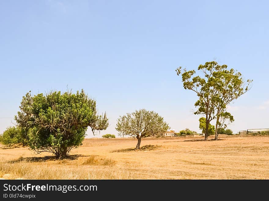 Ecosystem, Sky, Grassland, Savanna