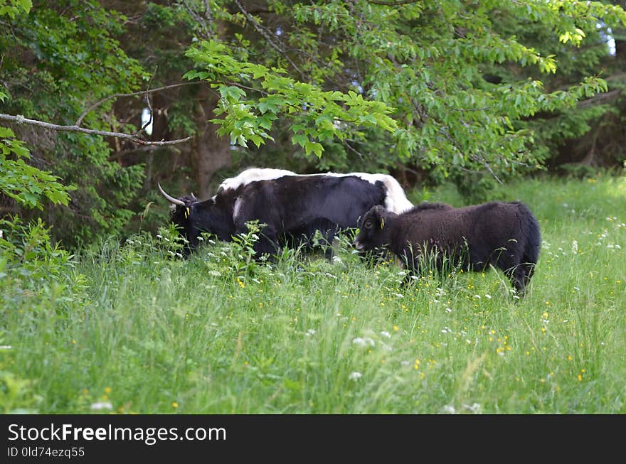 Pasture, Cattle Like Mammal, Grazing, Grass