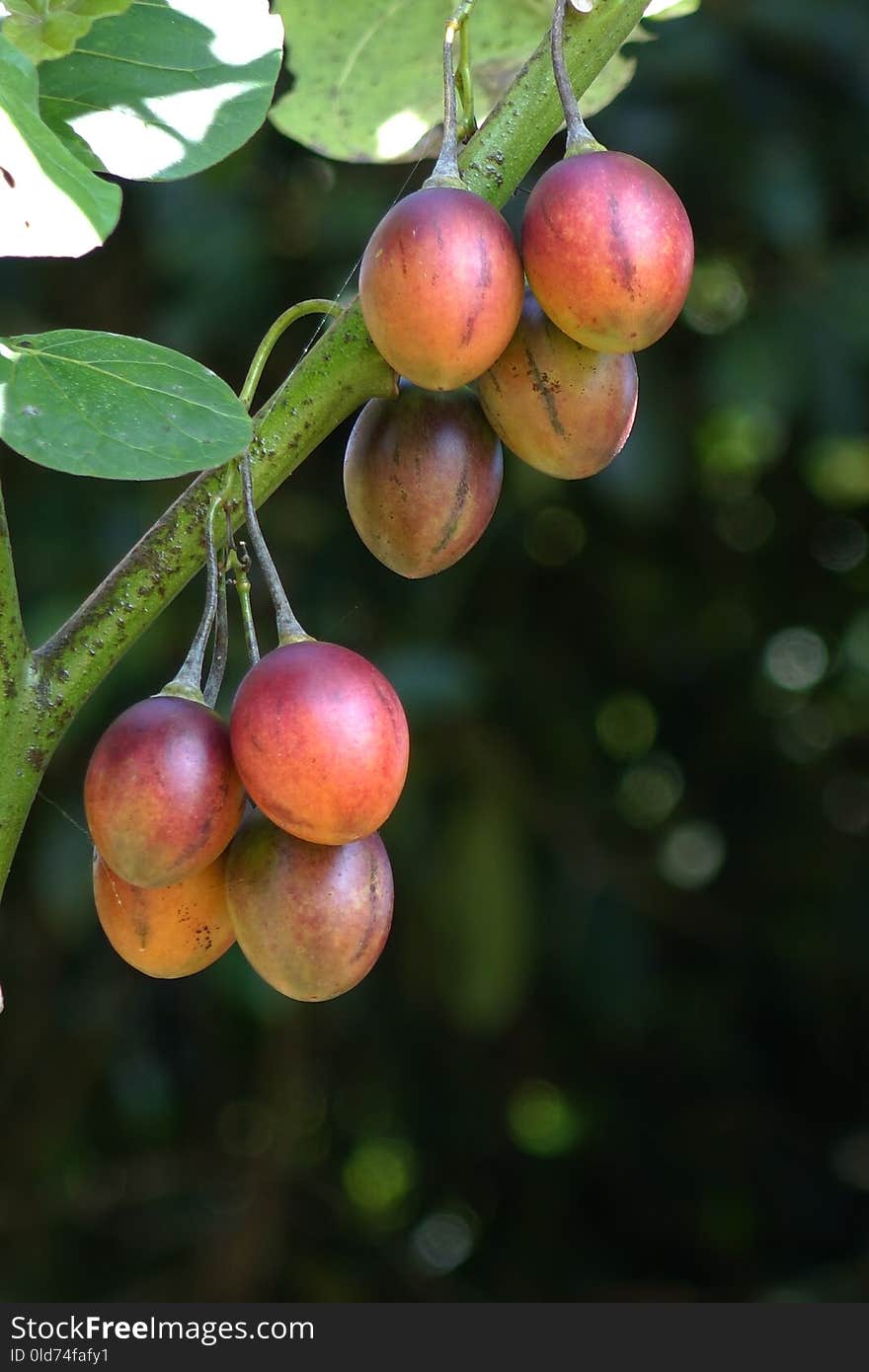 Fruit, Fruit Tree, Peach, Branch