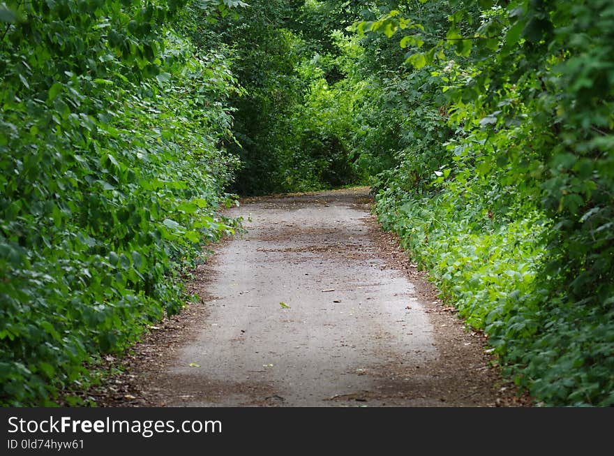 Path, Vegetation, Green, Nature Reserve