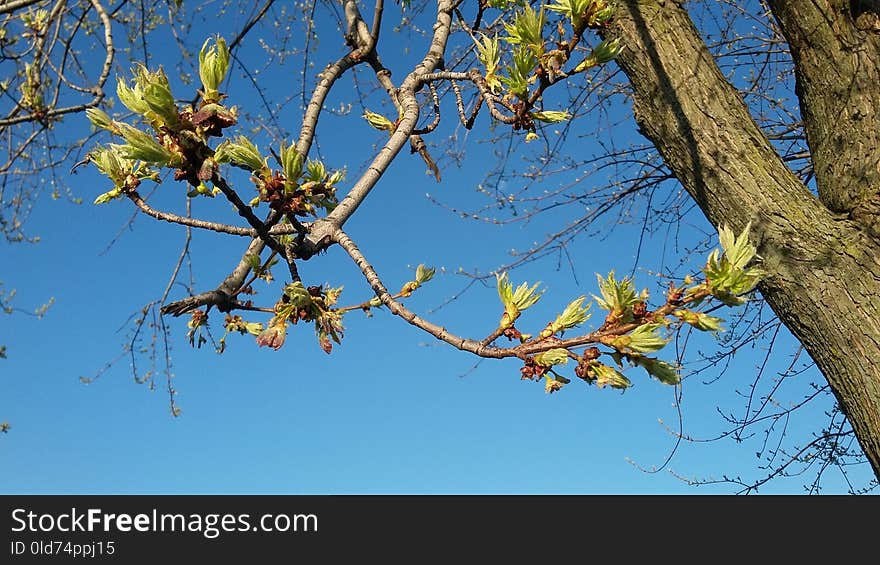 Branch, Tree, Sky, Flora