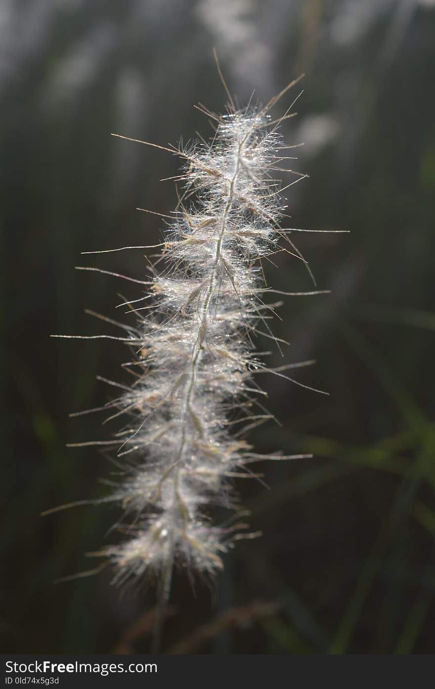 Flora, Close Up, Plant, Macro Photography