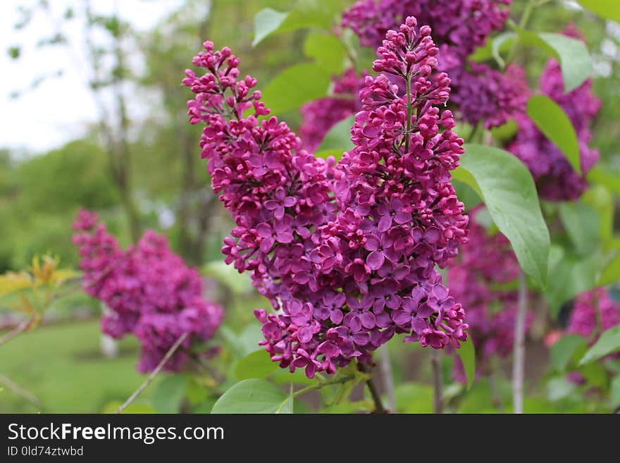 Flower, Plant, Lilac, Annual Plant