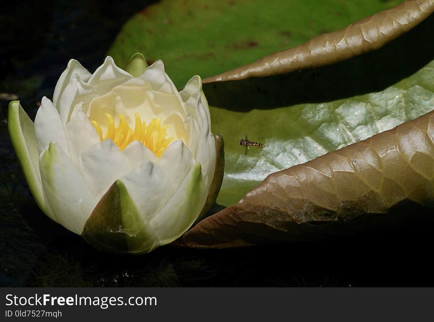 Flower, Flora, Leaf, Close Up