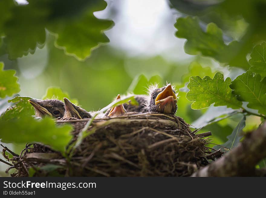 A close up of the nest of thrush with small babies.