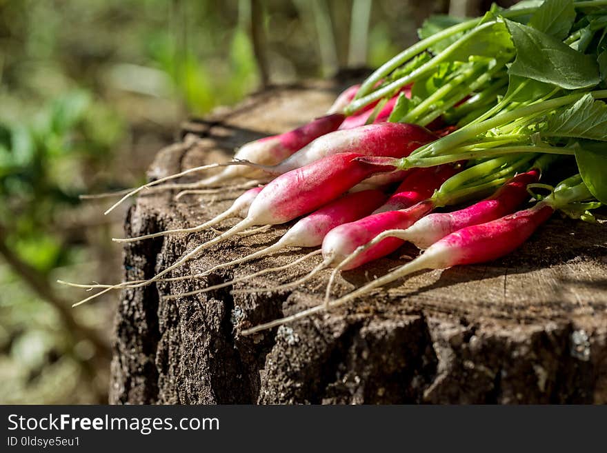 A bunch of radishes on a stump early in the morning. A bunch of radishes on a stump early in the morning.