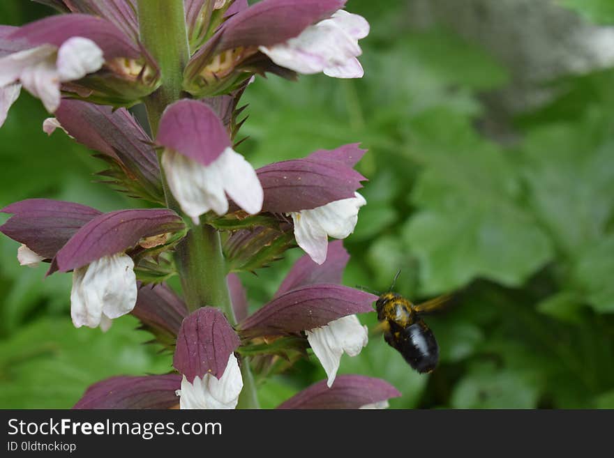 Flower, Flora, Plant, Nectar