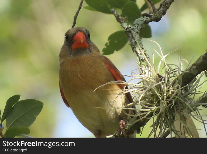 Bird, Beak, Cardinal, Fauna