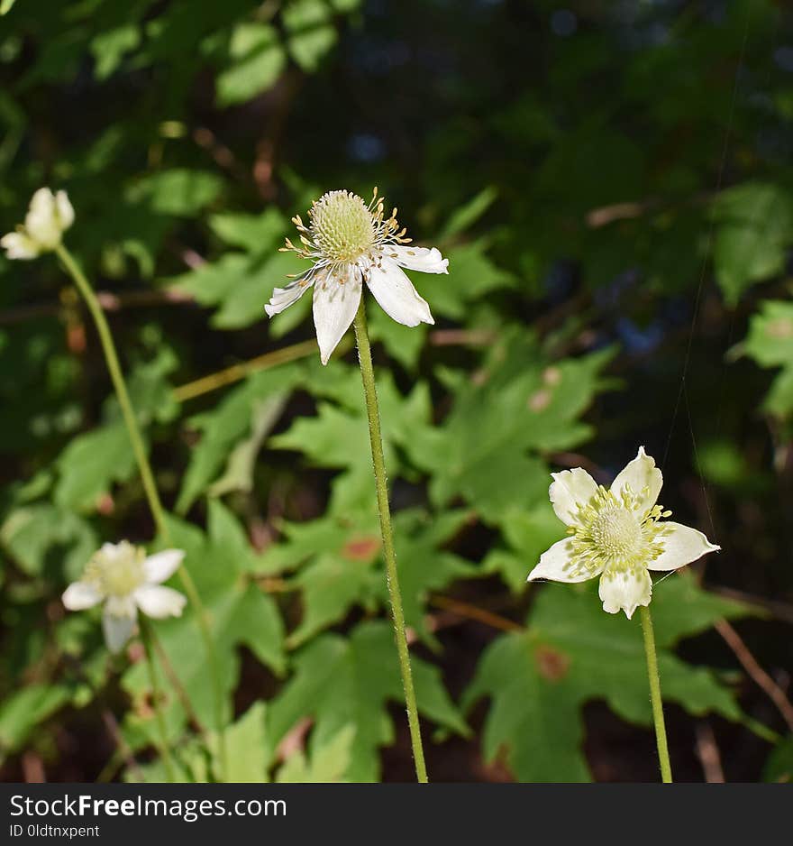 Flower, Plant, Flora, Flowering Plant