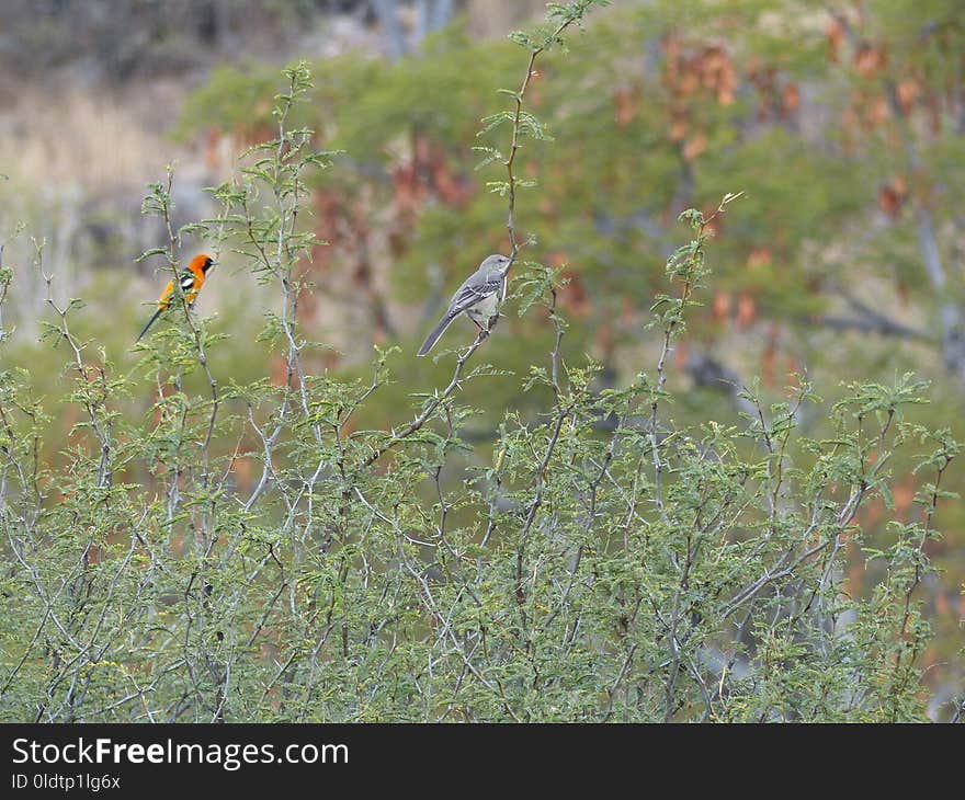 Bird, Ecosystem, Vegetation, Fauna