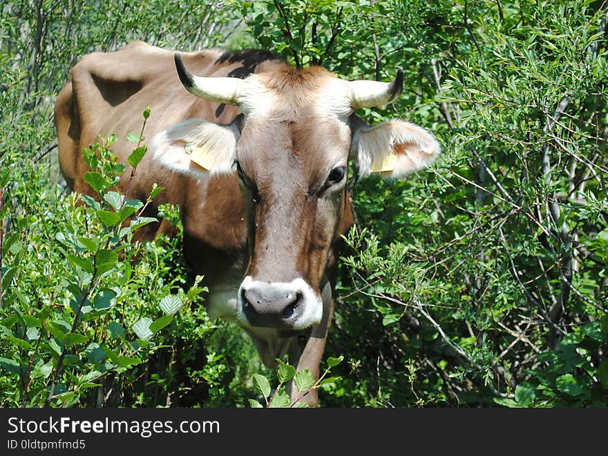 Cattle Like Mammal, Fauna, Wildlife, Grazing