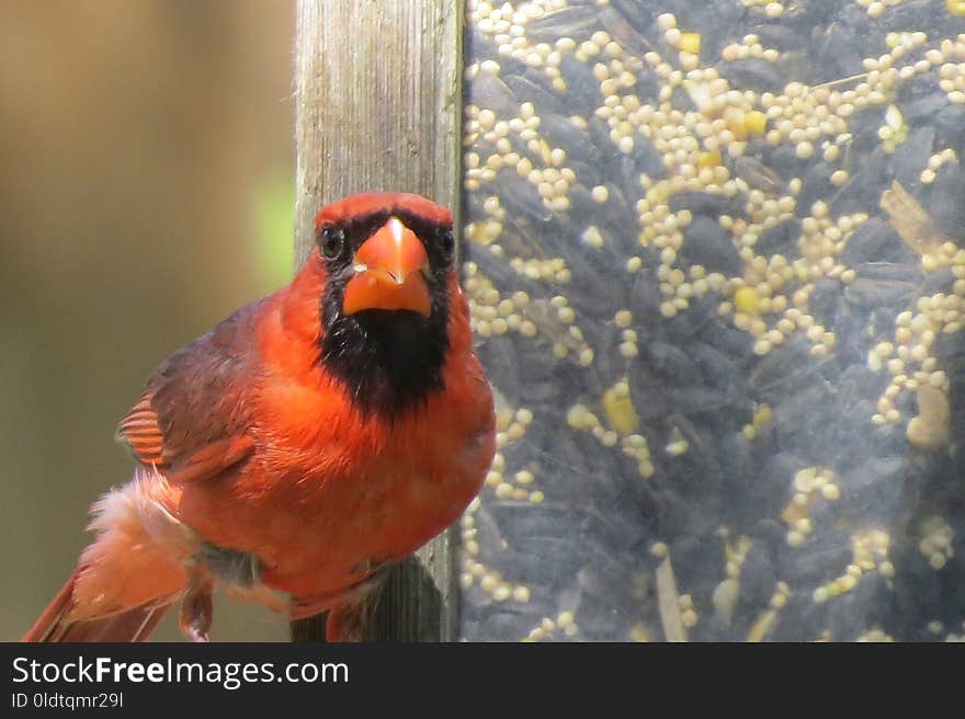 Bird, Beak, Cardinal, Fauna