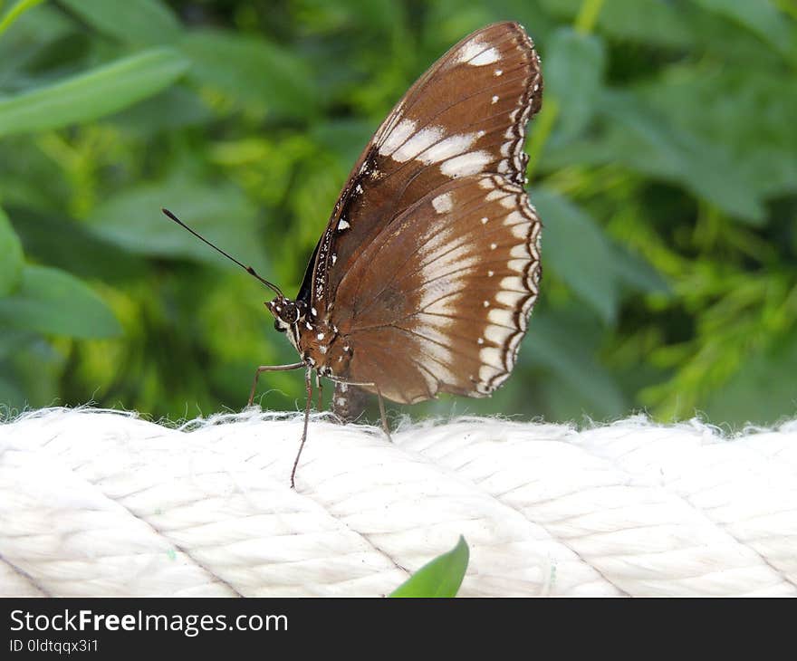 Butterfly, Moths And Butterflies, Insect, Invertebrate