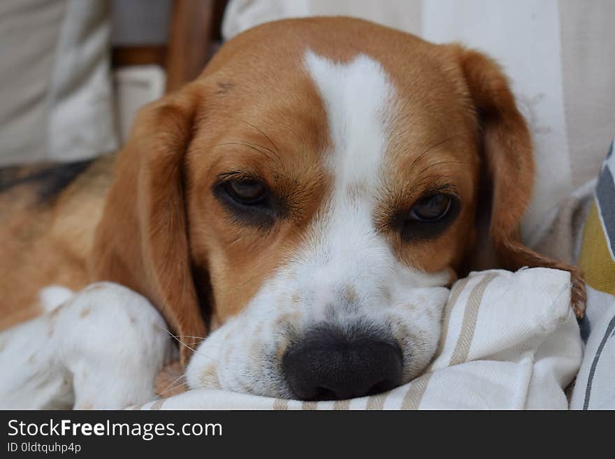 Dog, Dog Like Mammal, Beagle, Dog Breed