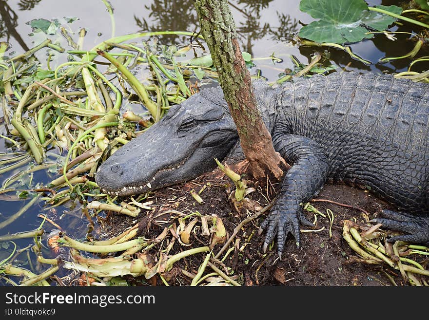 Alligator, American Alligator, Fauna, Crocodilia