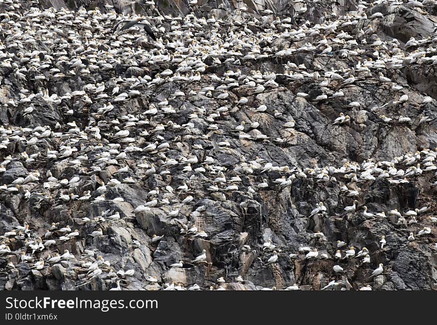 Rock, Rubble, Bedrock, Geology