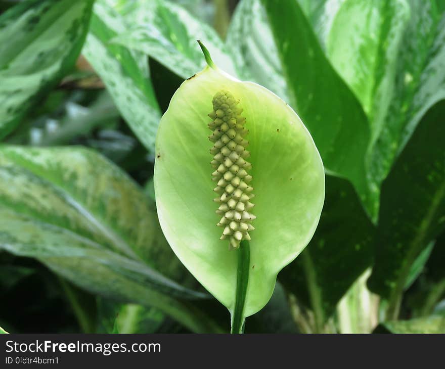 Plant, Leaf, Arum Family, Plant Stem