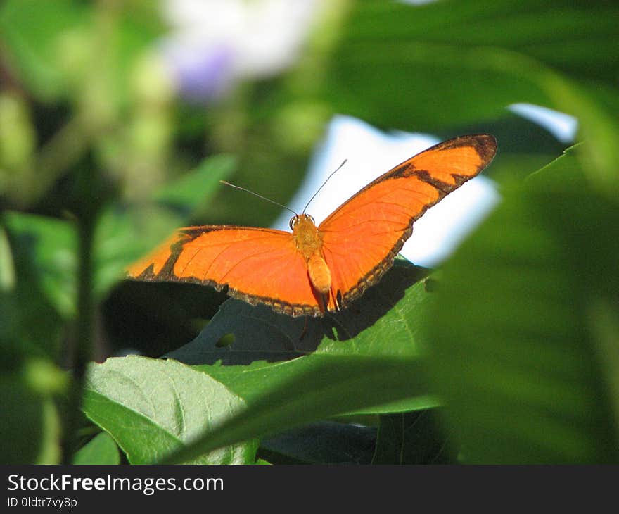 Butterfly, Insect, Moths And Butterflies, Lycaenid