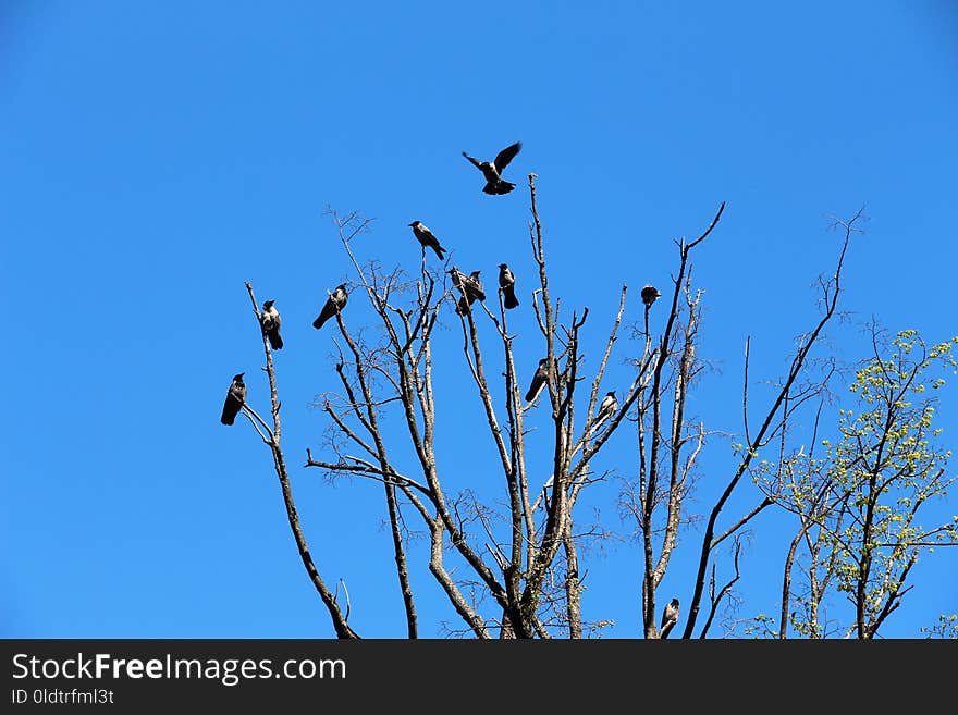 Sky, Bird, Branch, Tree