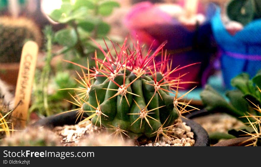 Plant, Cactus, Vegetation, Thorns Spines And Prickles