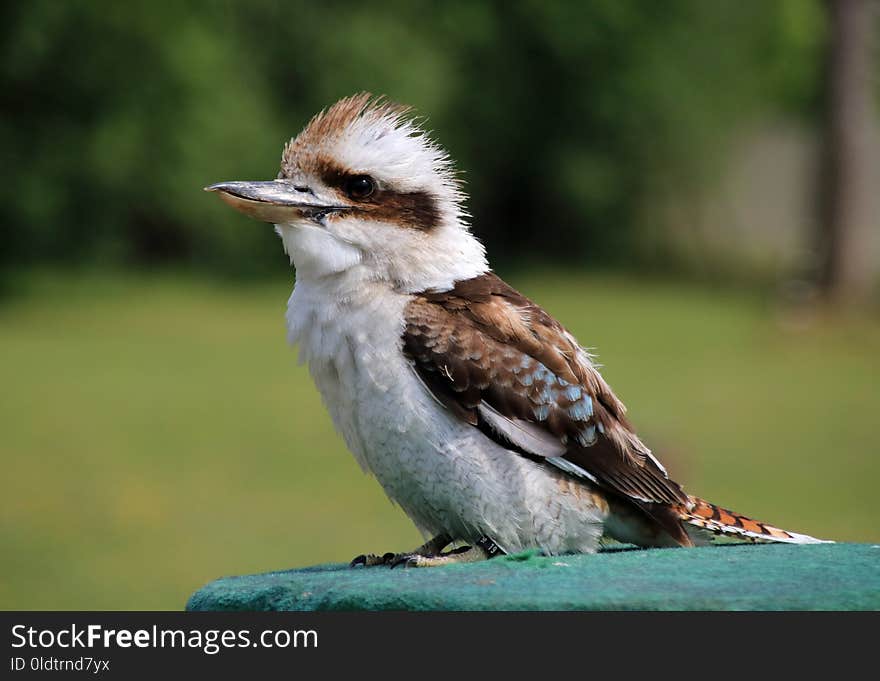 Bird, Fauna, Beak, Wildlife