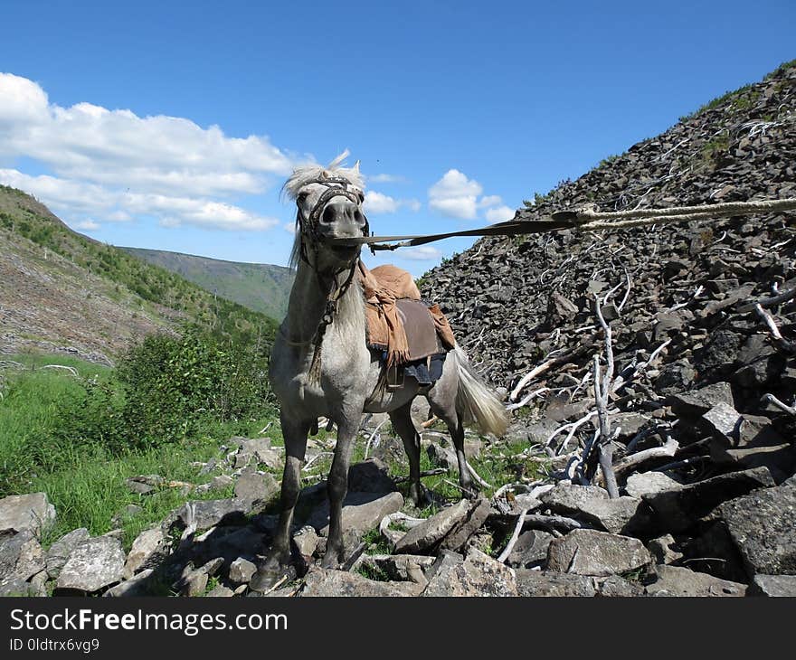 Mountain, Goats, Rock, Sky