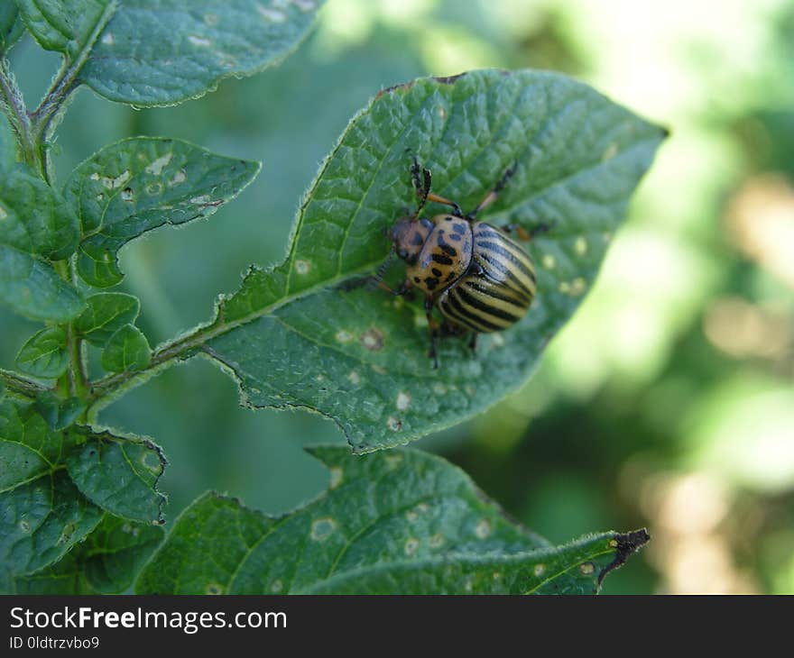 Insect, Invertebrate, Membrane Winged Insect, Organism