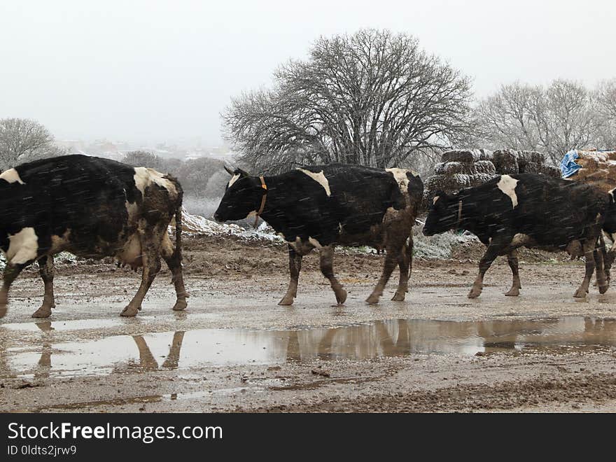 Herd, Cattle Like Mammal, Tree, Winter