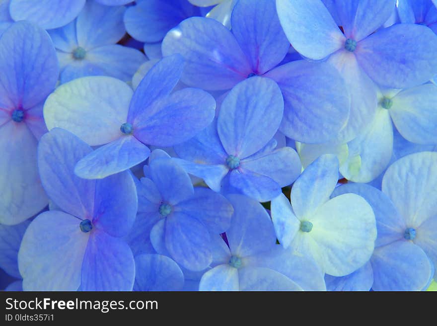 Flower, Blue, Hydrangea, Flowering Plant