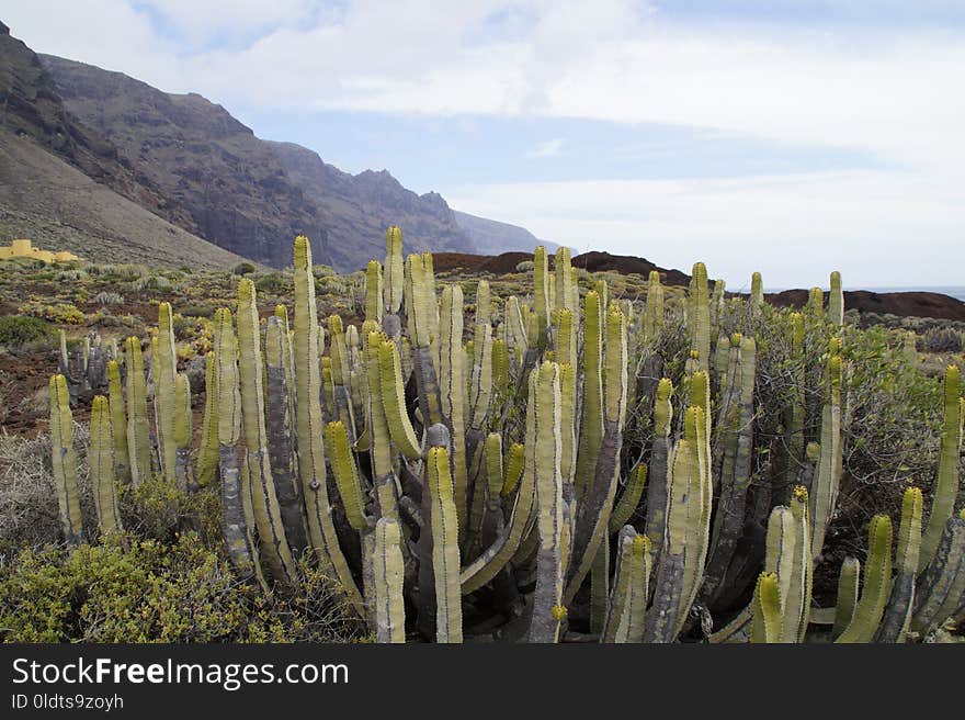 Vegetation, Plant, Cactus, Shrubland