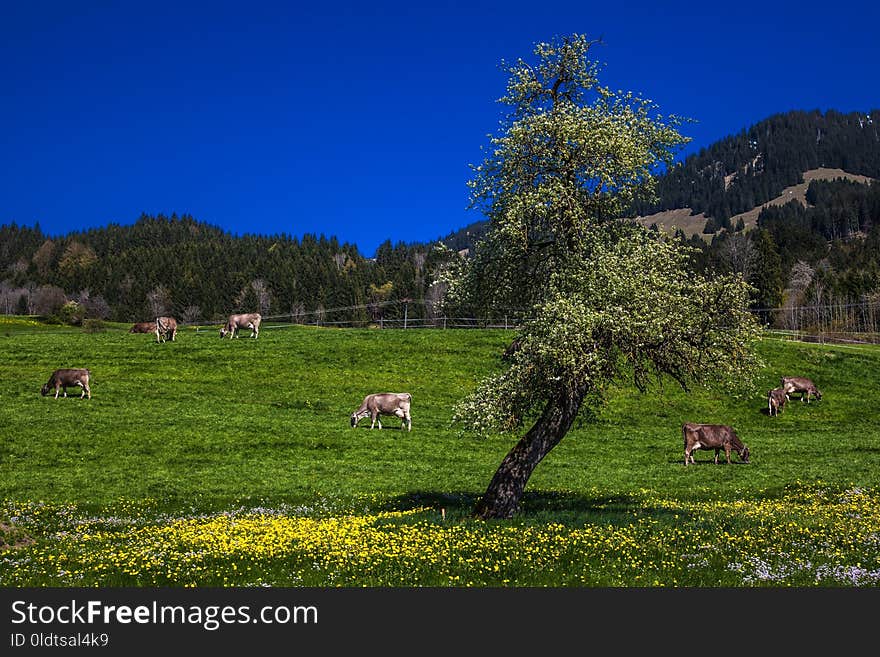 Grassland, Pasture, Sky, Nature