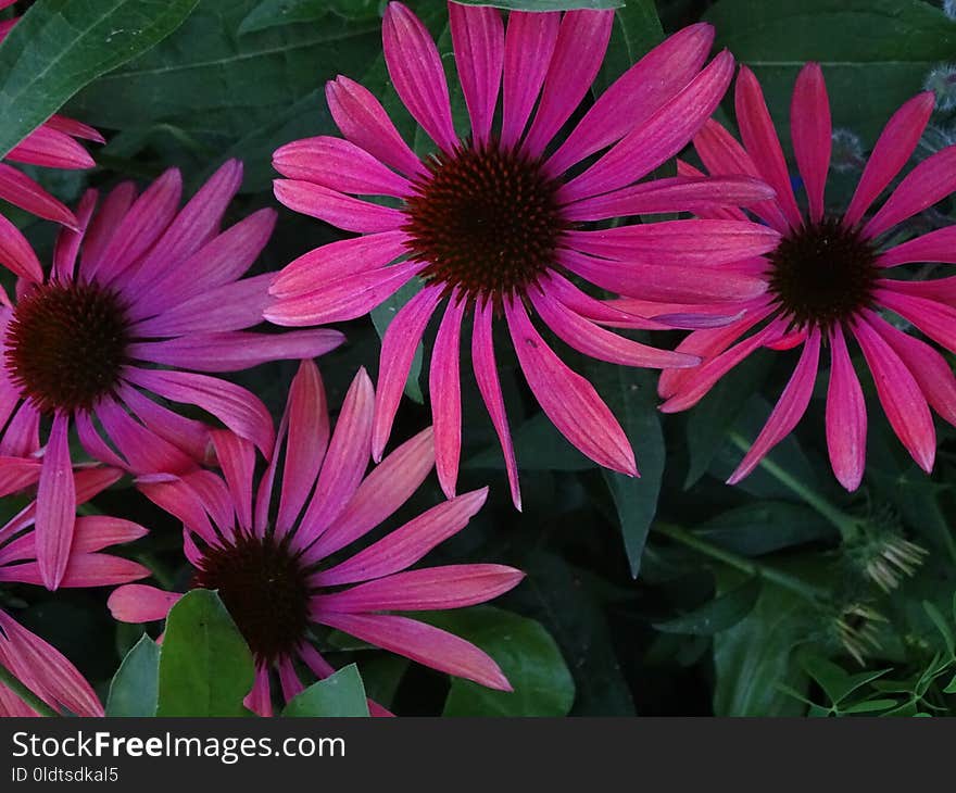 Flower, Plant, Flora, Coneflower