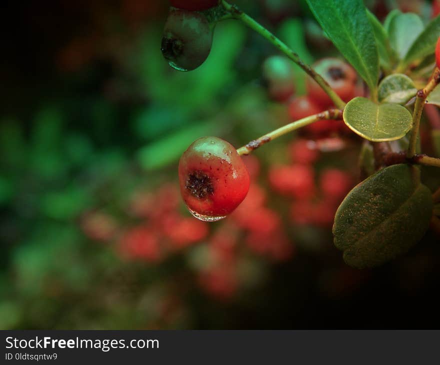 Berry, Macro Photography, Close Up, Fruit