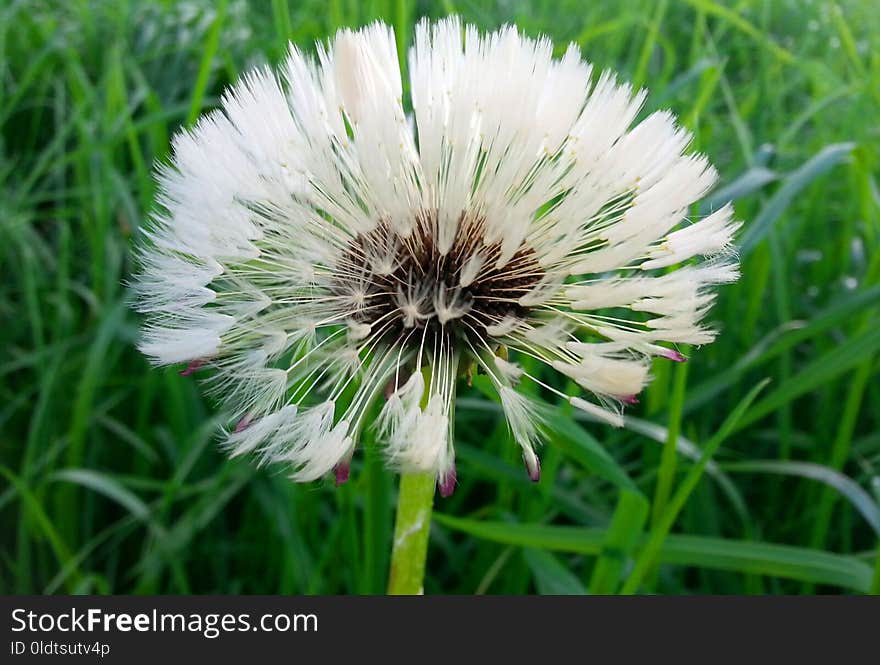 Flower, Flora, Plant, Dandelion